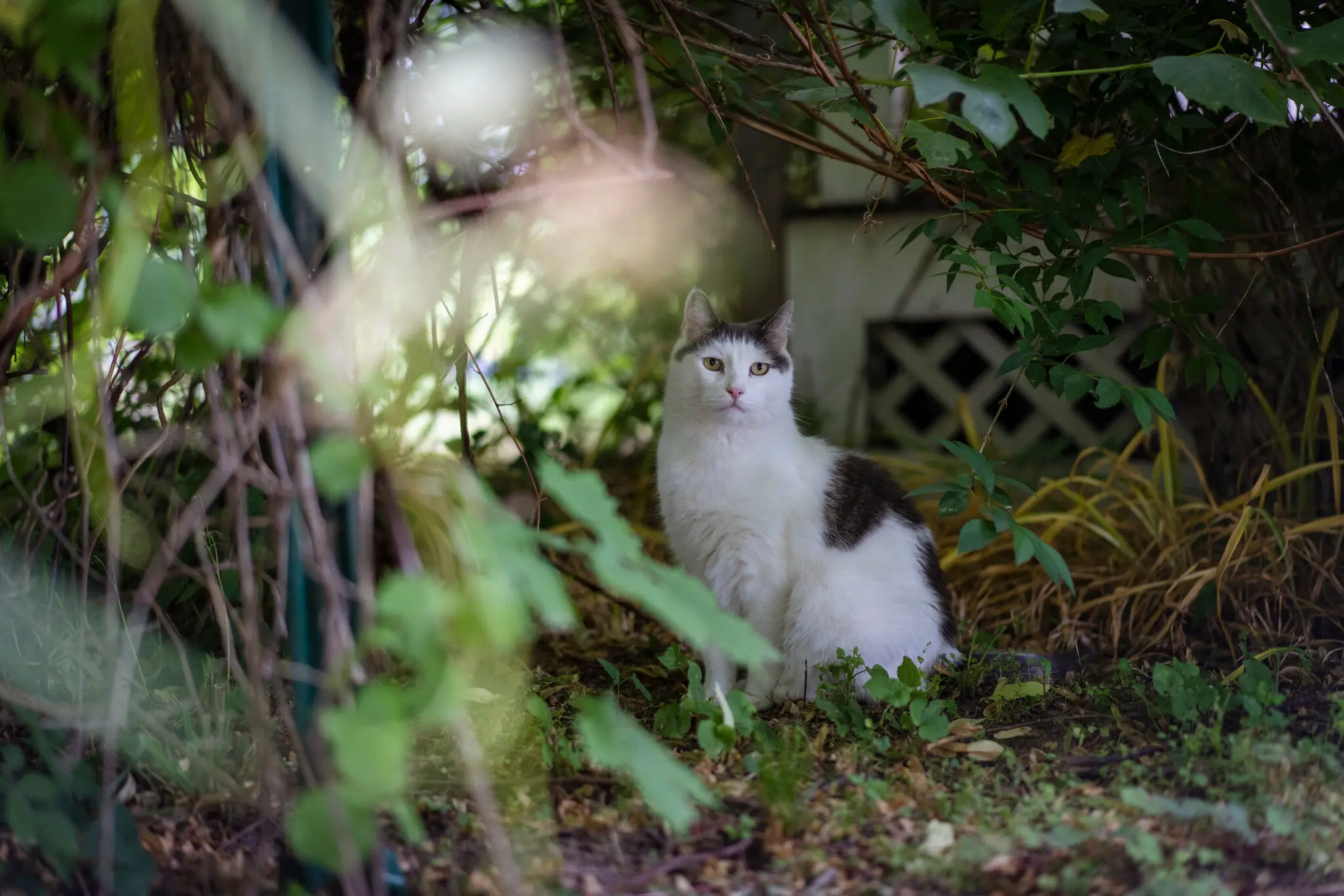 Roaming Behavior of Domestic Cats